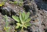 Verbascum thapsus. Розетка молодых прикорневых листьев. Средний Урал, Свердловская обл., г. Невьянск, северо-восточный берег Невьянского пруда, скальные выходы. 14.07.2017.