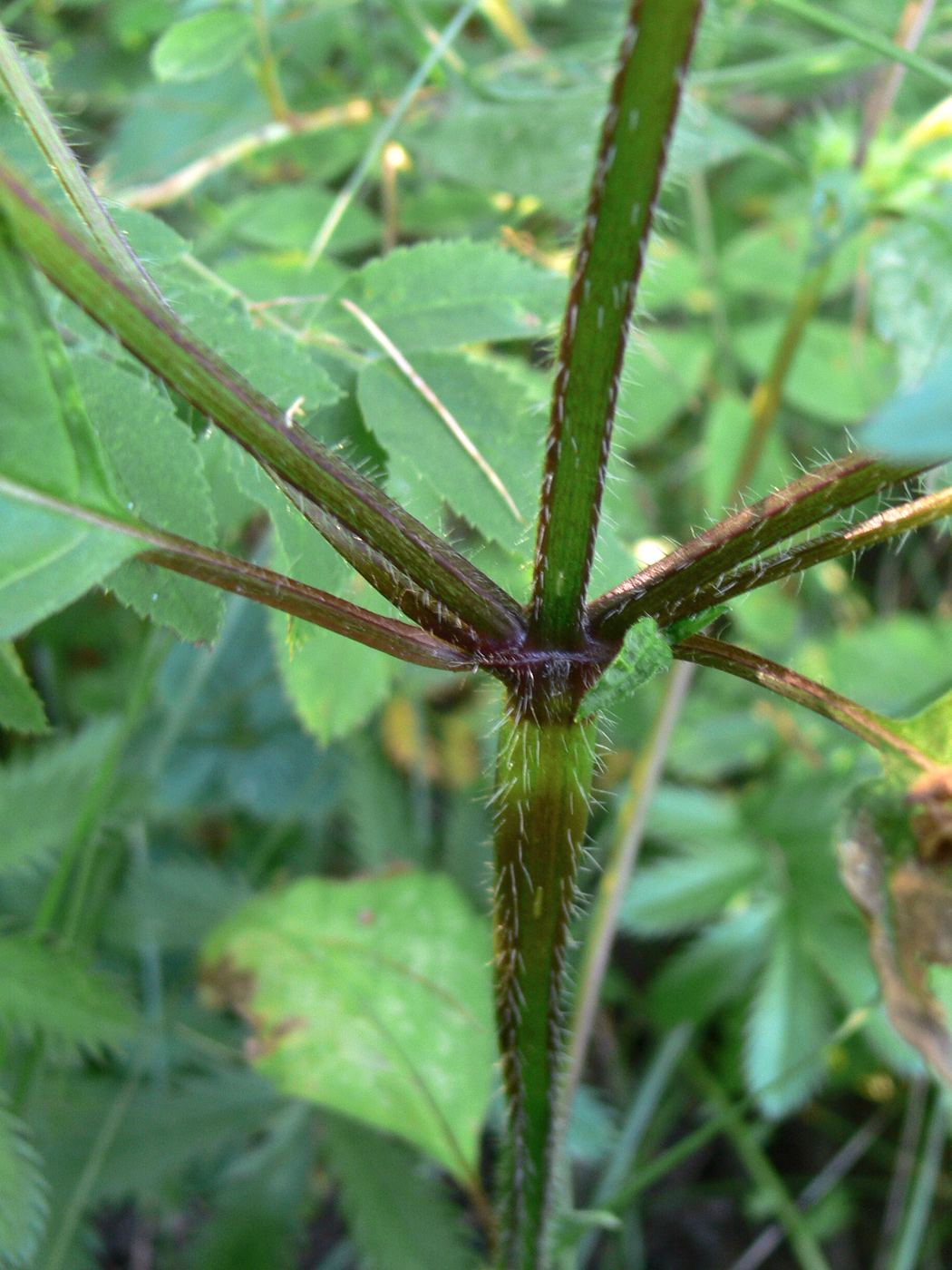 Изображение особи Galeopsis speciosa.