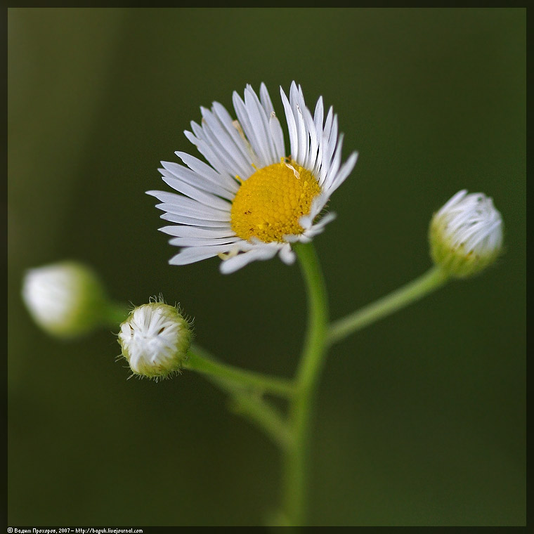 Image of Erigeron annuus specimen.