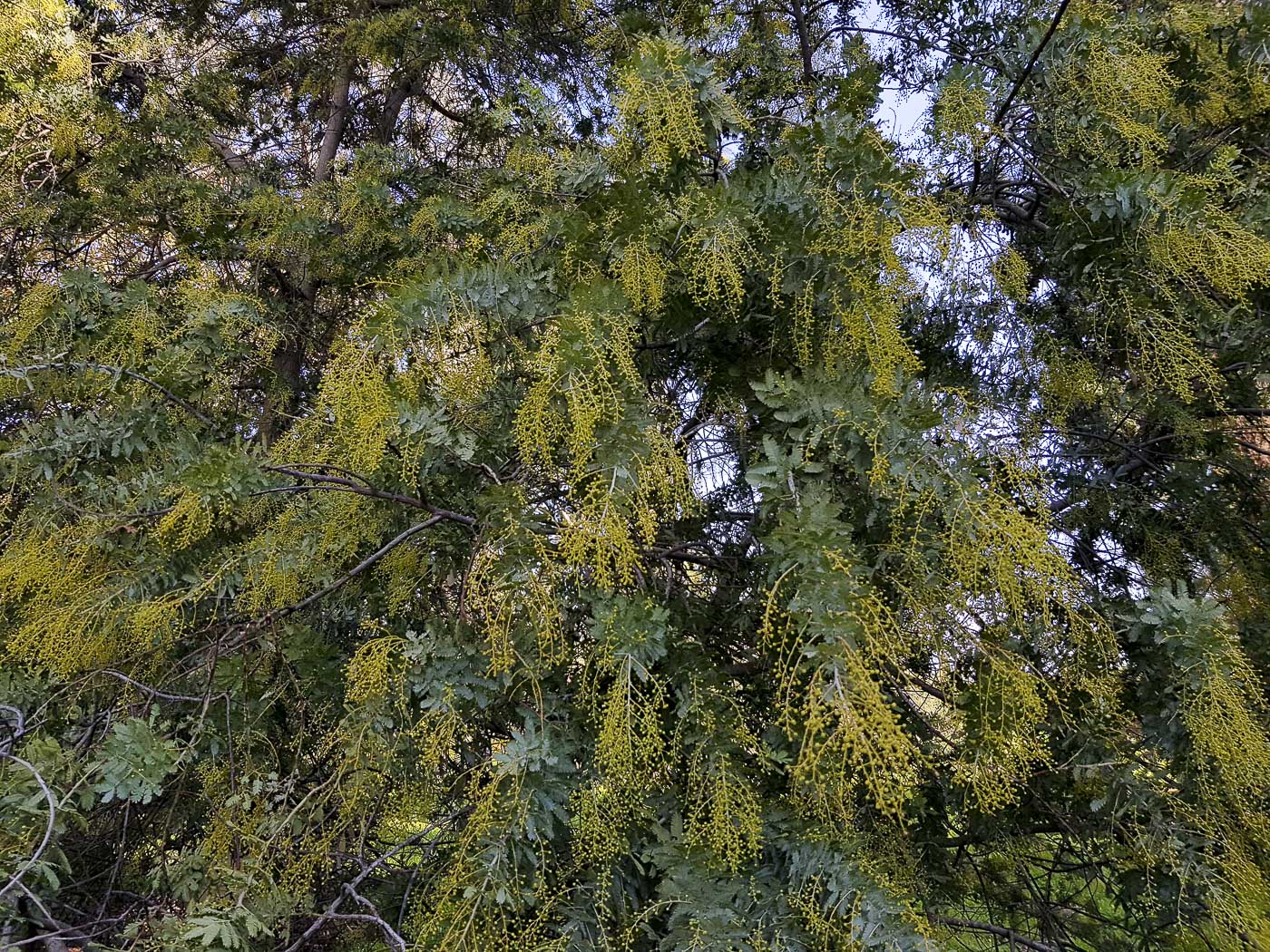 Изображение особи Acacia baileyana.