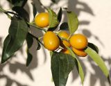 Citrus japonica