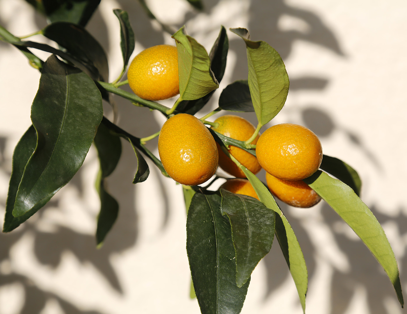 Image of Citrus japonica specimen.