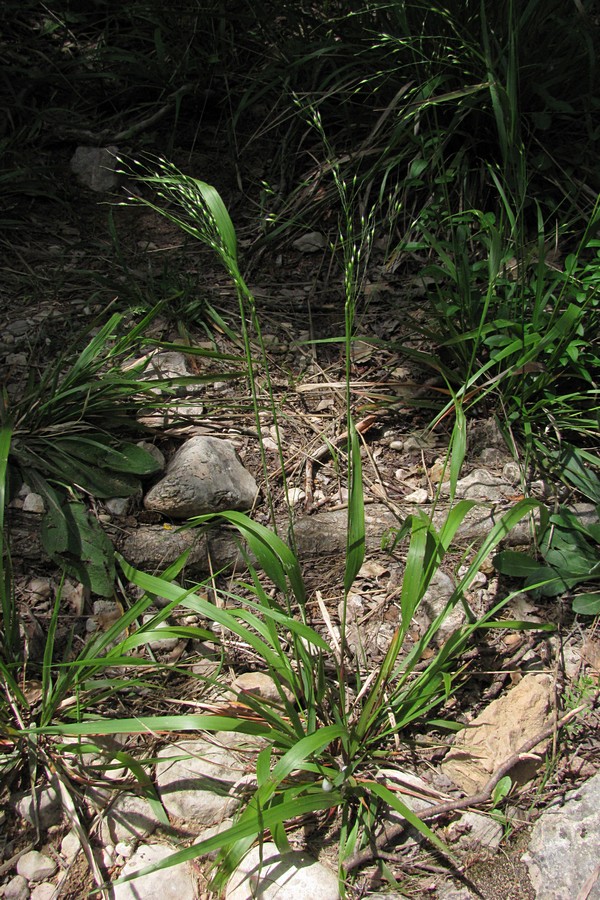 Image of Achnatherum virescens specimen.