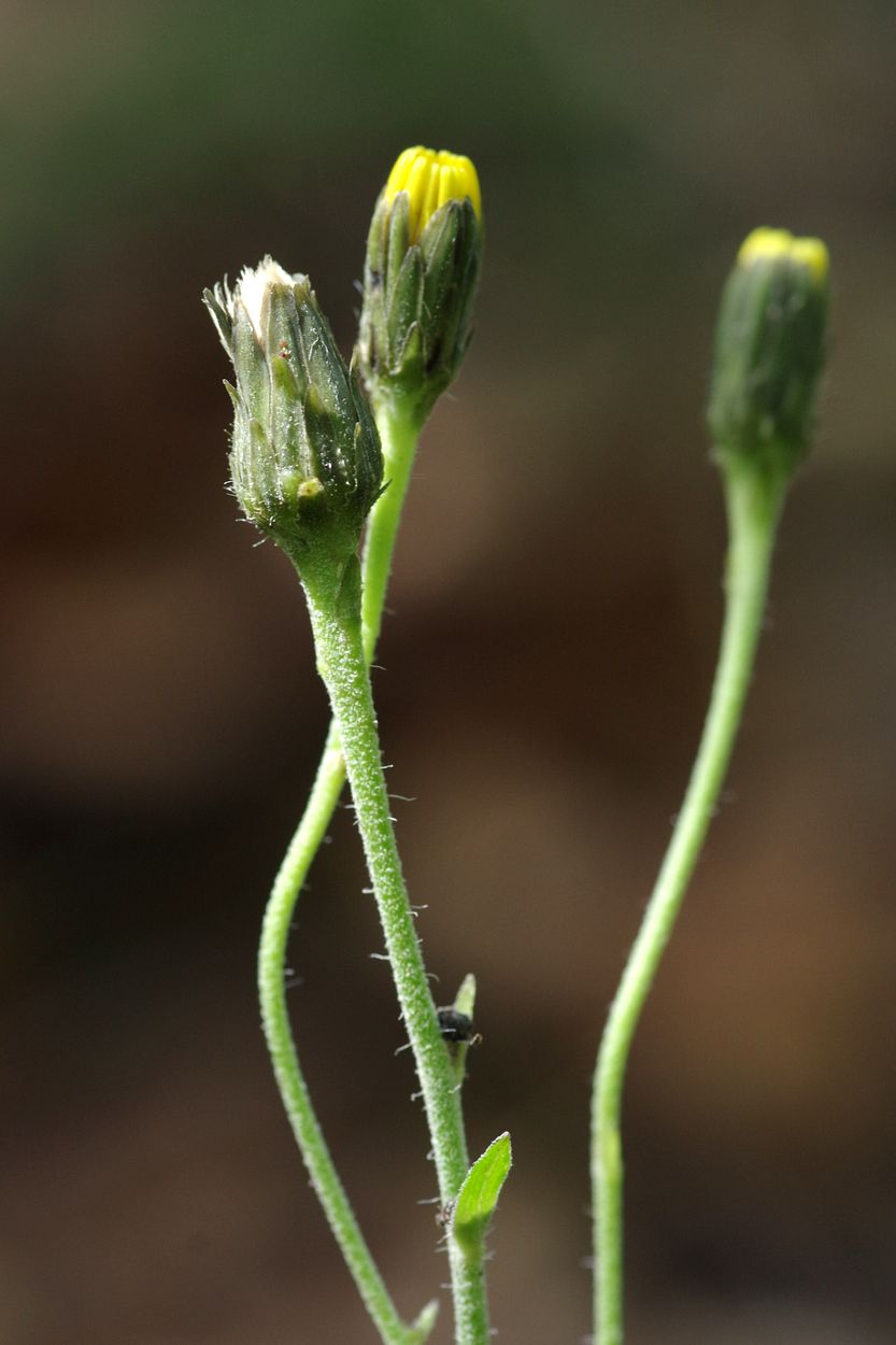 Изображение особи Hieracium vagum.