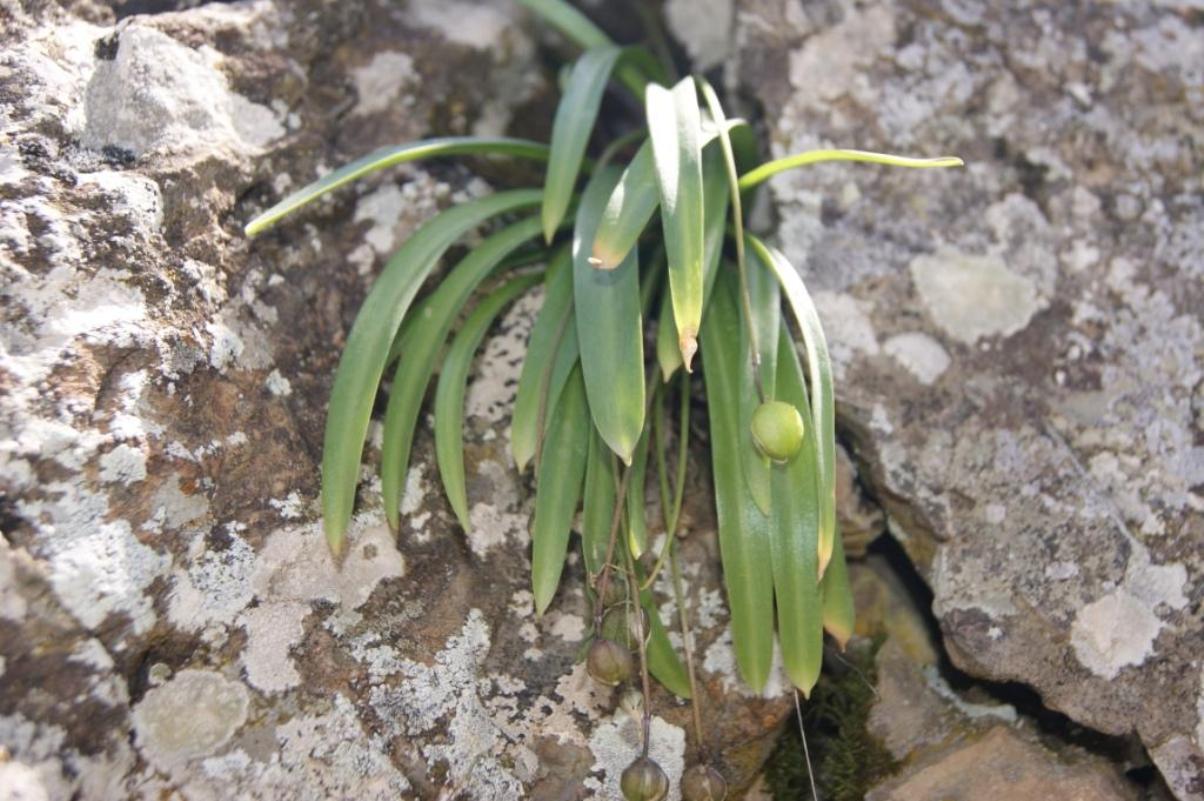 Изображение особи Scilla siberica.