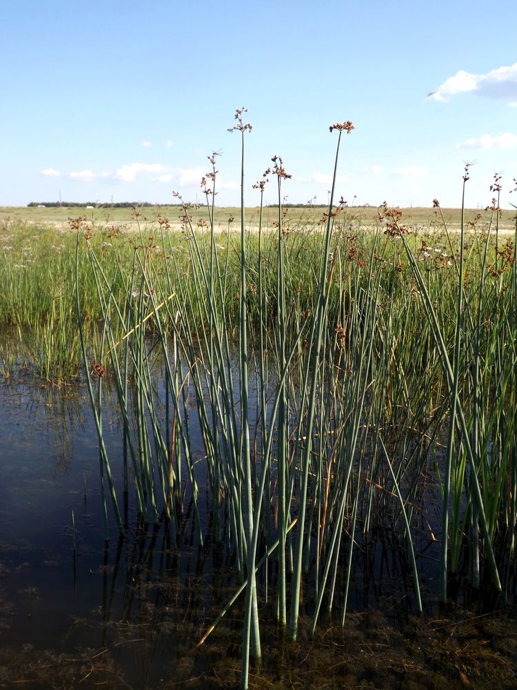 Image of Schoenoplectus tabernaemontani specimen.