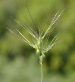 Aegilops geniculata