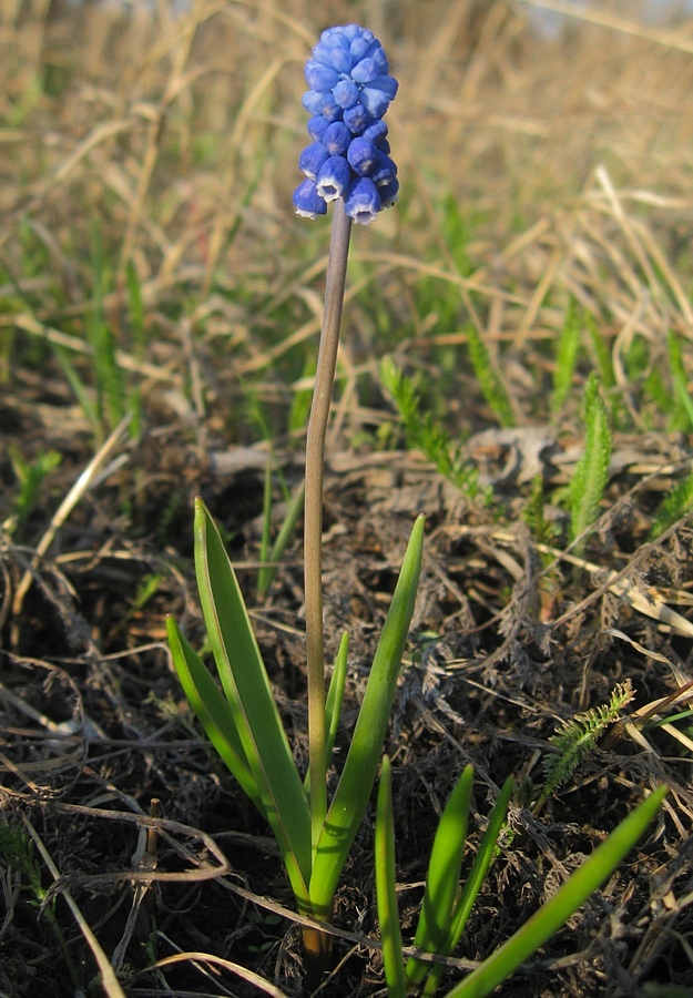 Изображение особи Muscari aucheri.