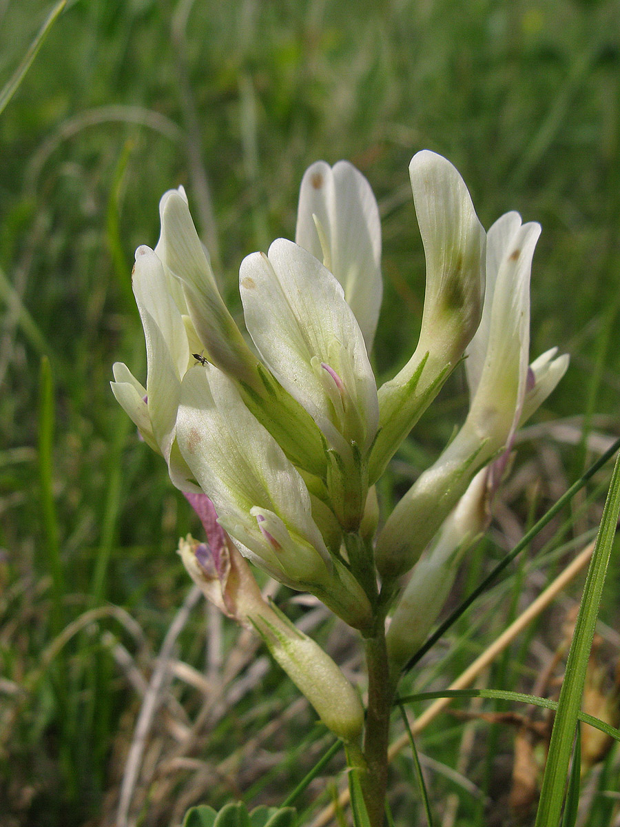 Изображение особи Astragalus demetrii.