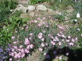 Dianthus plumarius