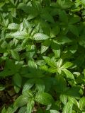 Mercurialis perennis