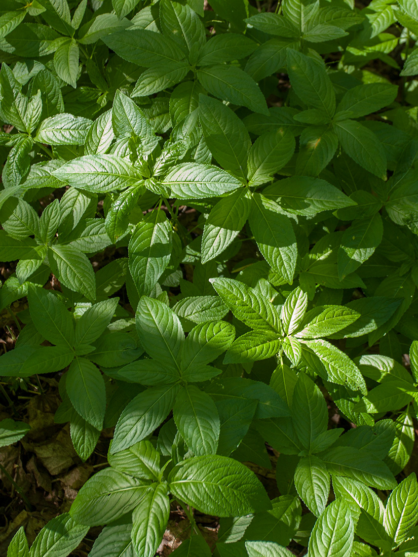 Изображение особи Mercurialis perennis.