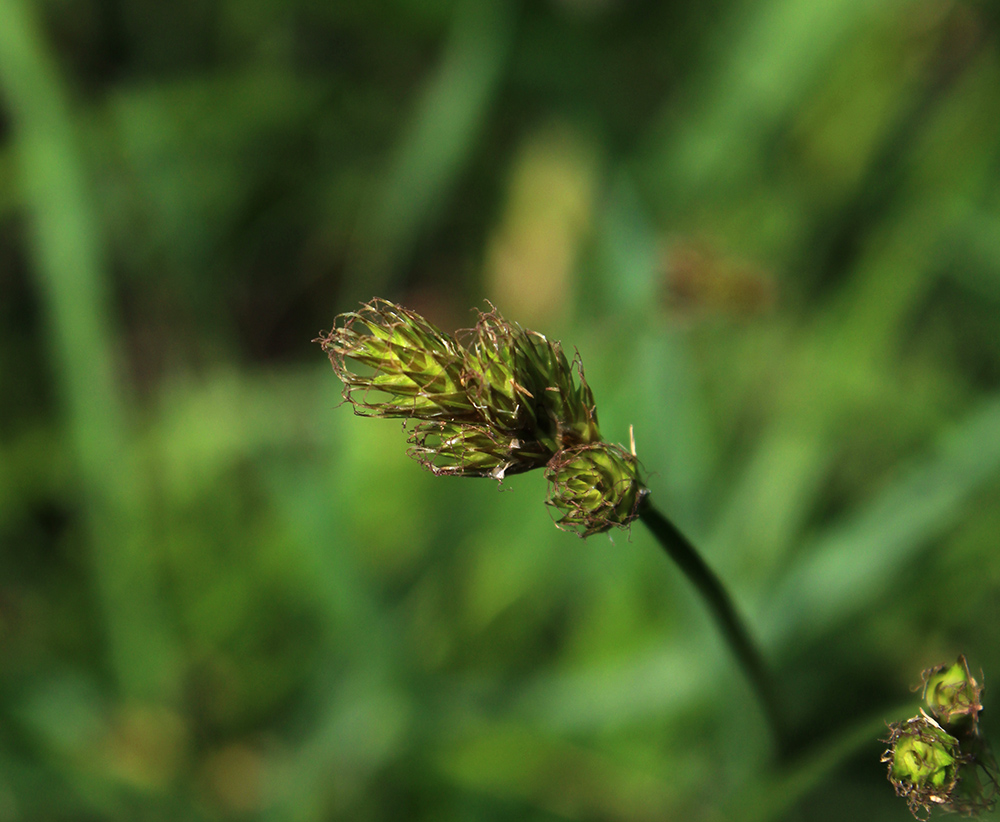 Image of Carex leporina specimen.