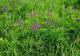 Vicia tenuifolia. Цветущие растения. Тульская обл., Алексинский р-н, долина р. Вашана, луговой склон. 12.06.2018.