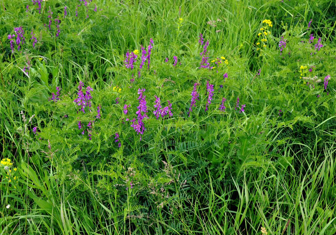 Изображение особи Vicia tenuifolia.