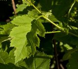 genus Crataegus. Лист (адаксиальная сторона). Пермь, Кировский р-н, окр. ж.-д. станции Промучасток, парк. 23 июня 2018 г.