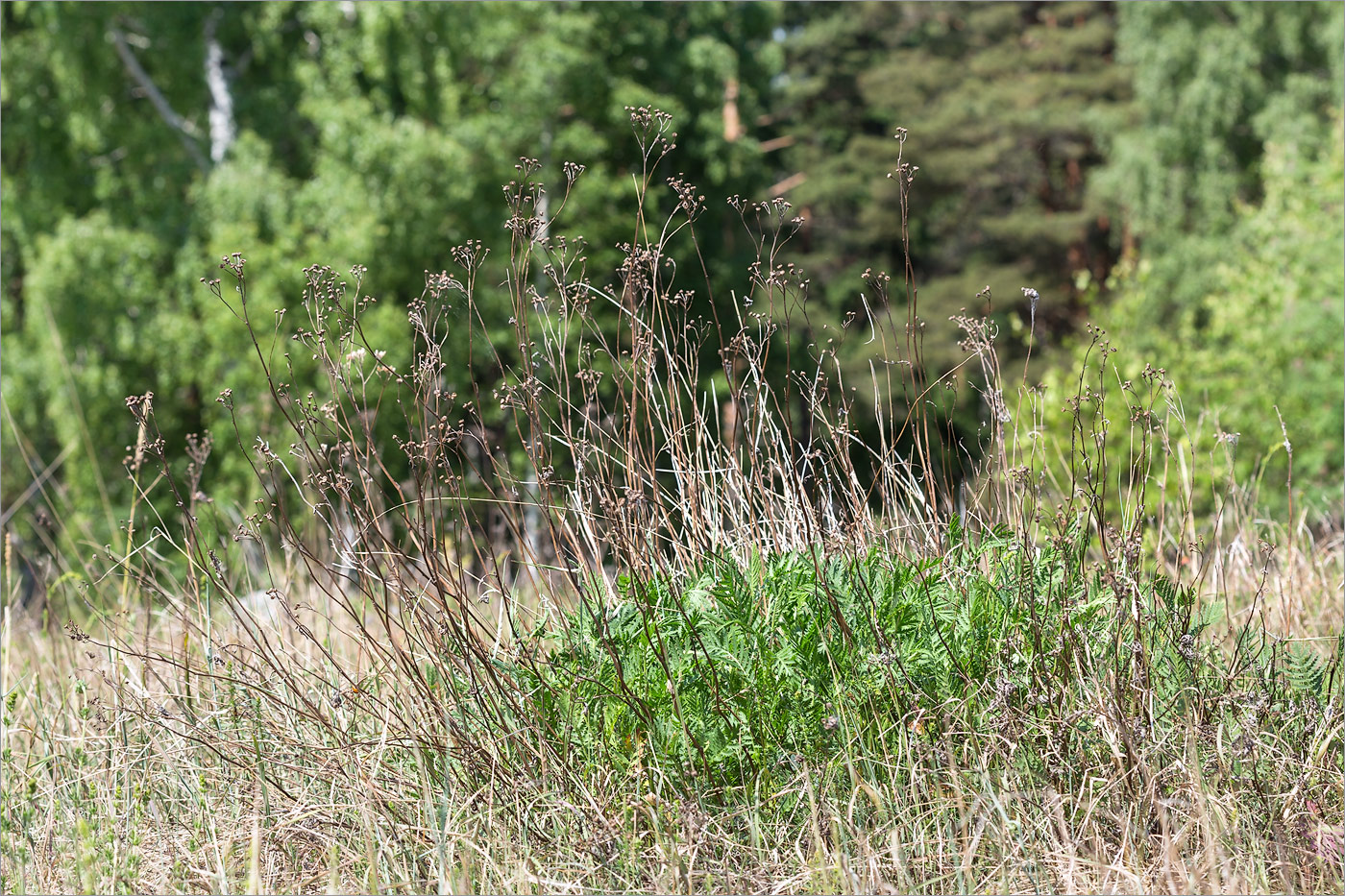 Изображение особи Tanacetum vulgare.