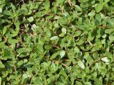 Portulaca oleracea. Вегетирующие растения. Чувашия, г. Шумерля, окр. ж.-д. вокзала. 15.07.2018.