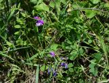 Lathyrus humilis
