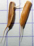 Aegilops cylindrica