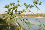 Bidens cernua