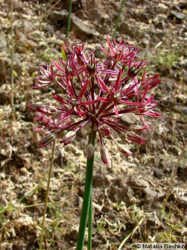 Image of Allium taeniopetalum specimen.