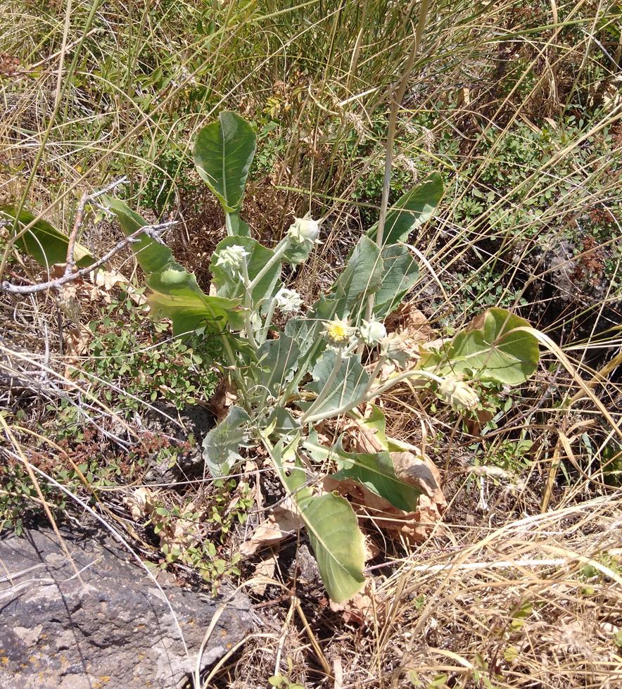 Image of Taraxacum sonchoides specimen.