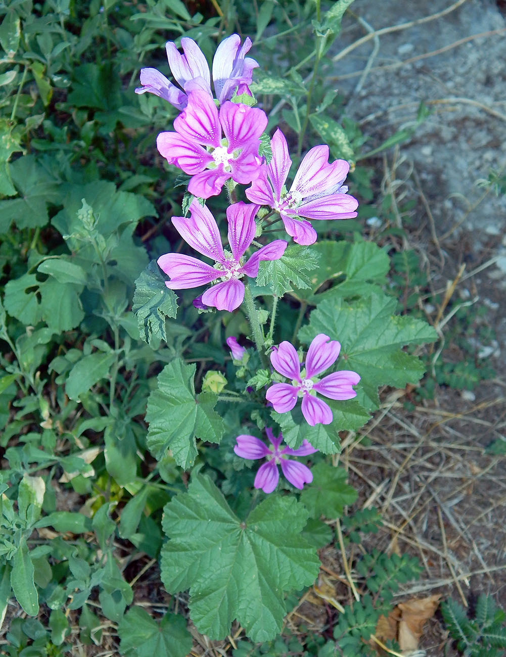 Image of genus Malva specimen.