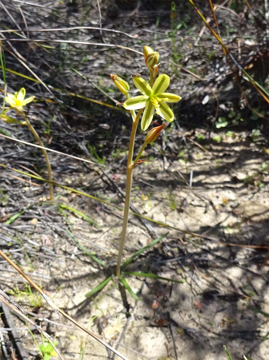 Image of Albuca suaveolens specimen.