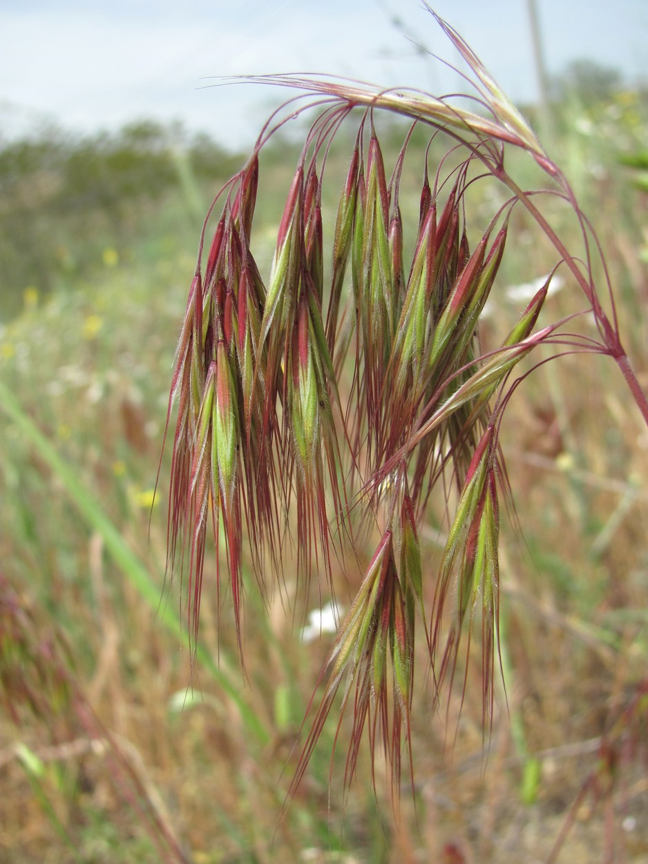 Изображение особи Anisantha tectorum.