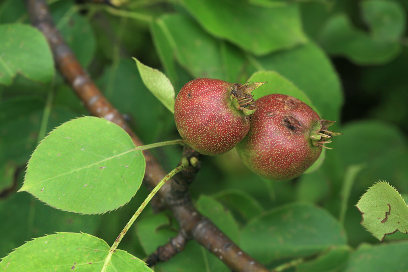 Изображение особи Pyrus ussuriensis.