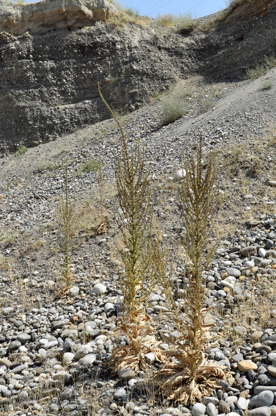 Image of Verbascum turkestanicum specimen.