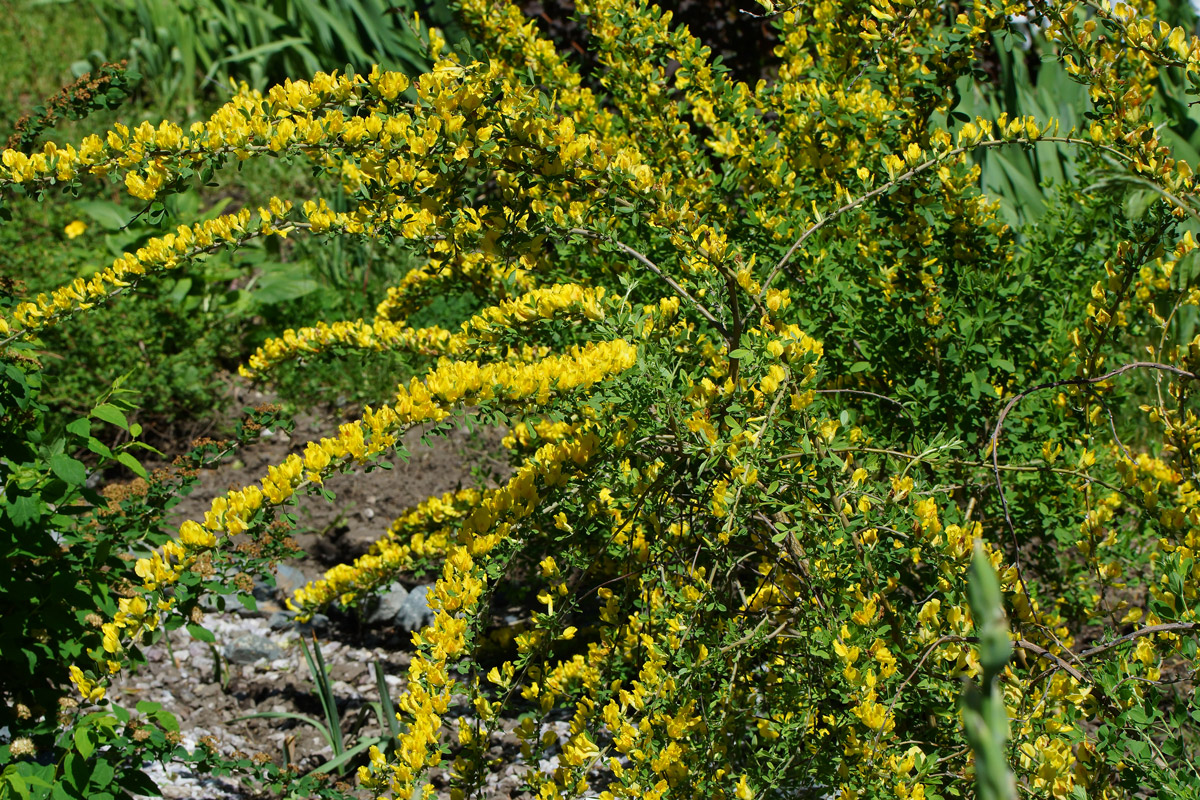 Изображение особи Chamaecytisus ruthenicus.