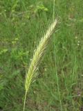 Hordeum bulbosum