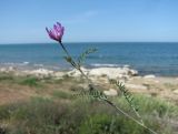 Astragalus