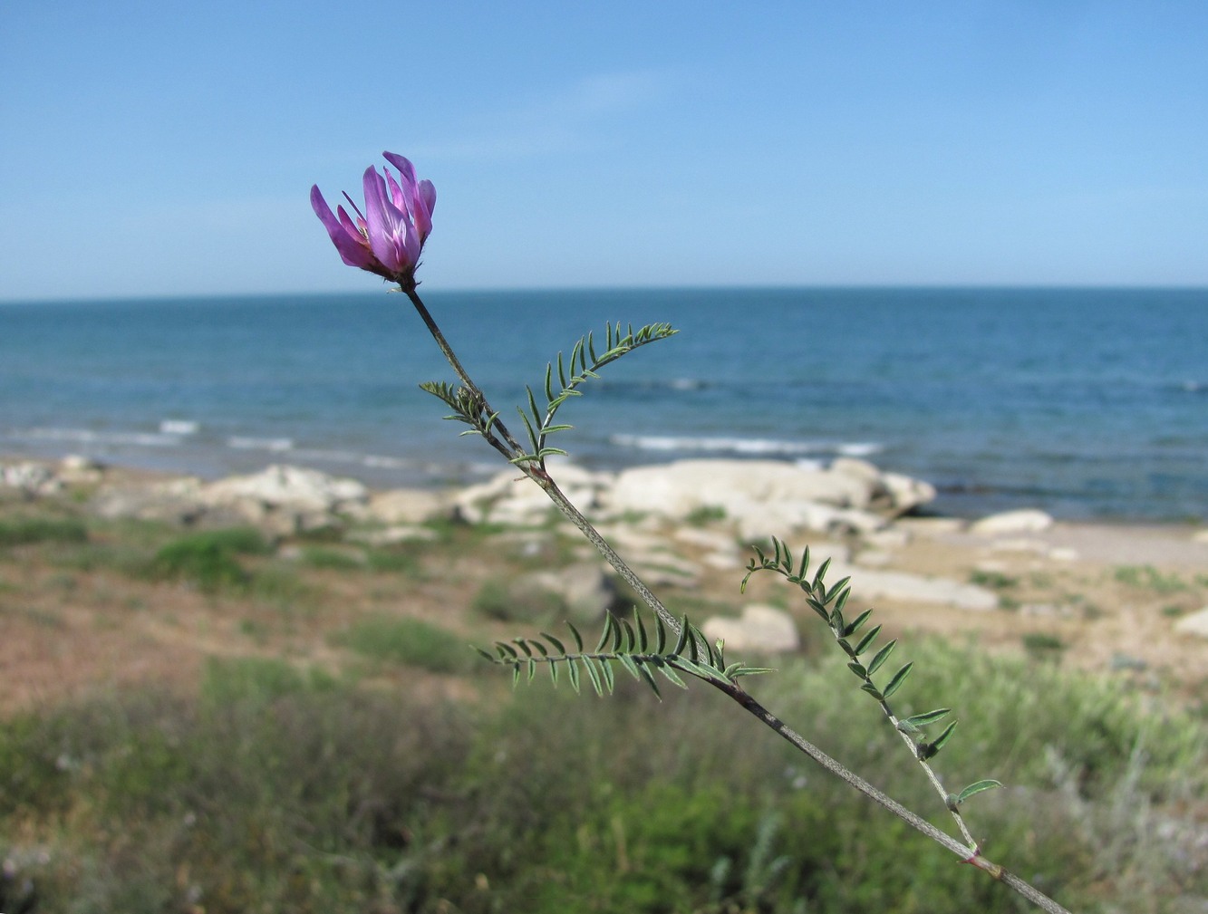 Изображение особи род Astragalus.