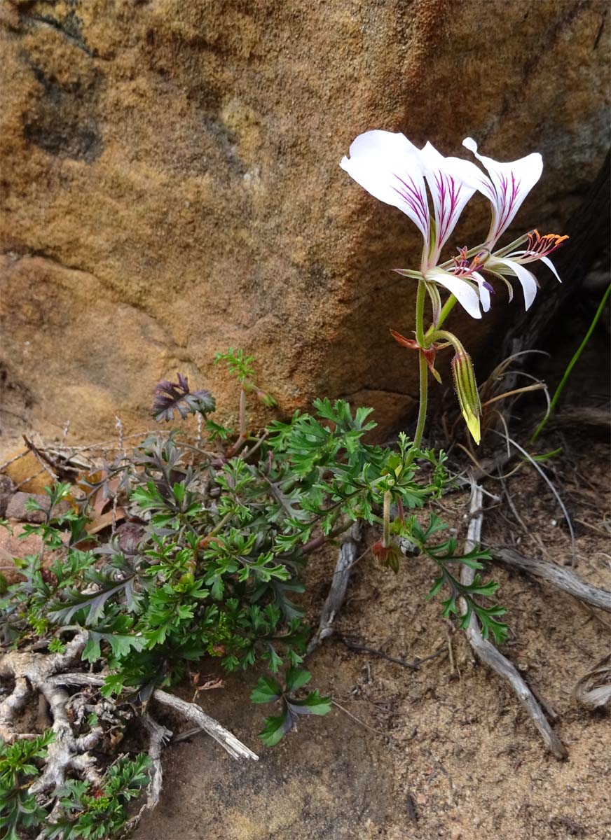 Image of Pelargonium myrrhifolium specimen.
