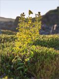 Solidago virgaurea subspecies lapponica. Цветущее растение. Мурманская обл., окр. пос. Дальние Зеленцы, вороничная тундра. 28.07.2018.