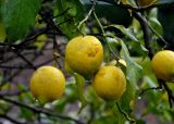 Citrus limon