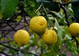 Citrus limon. Верхушка ветви с плодами. Турция, Чиралы, в культуре. 02.01.2019.
