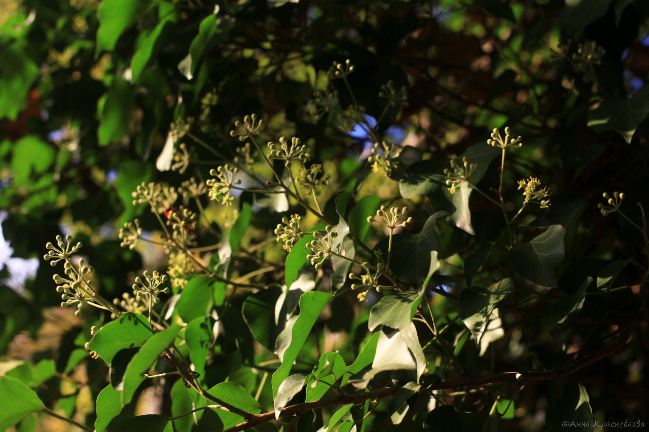 Image of Hedera helix specimen.