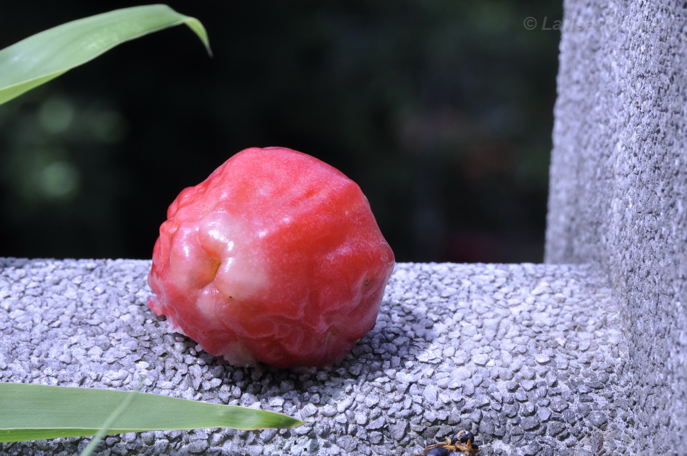 Image of Syzygium samarangense specimen.