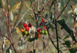 Solanum dulcamara