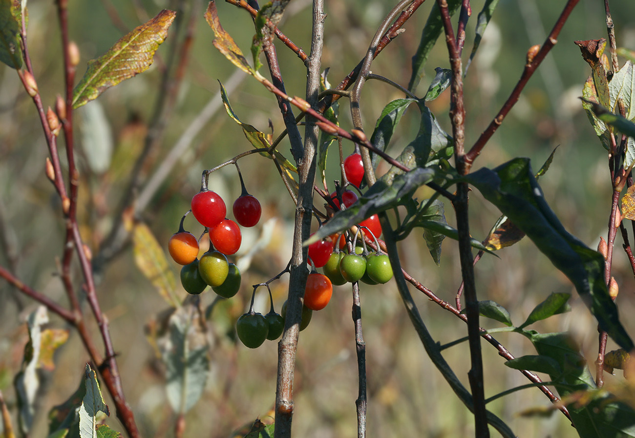 Изображение особи Solanum dulcamara.