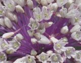 Allium staticiforme