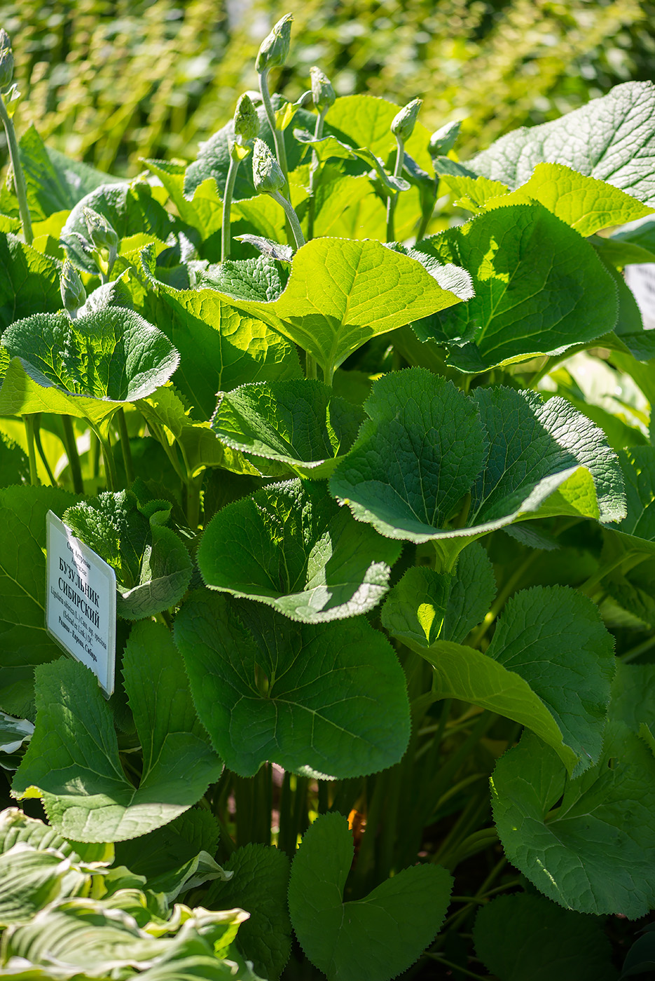 Image of Ligularia fischeri specimen.