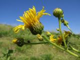 Inula macrophylla. Часть общего соцветия. Казахстан, Южно-Казахстанская обл., Сырдарья-Туркестанский государственный региональный природный парк, Боралдайский филиал, бас. р. Аяк-Сунгу. 31.05.2016.