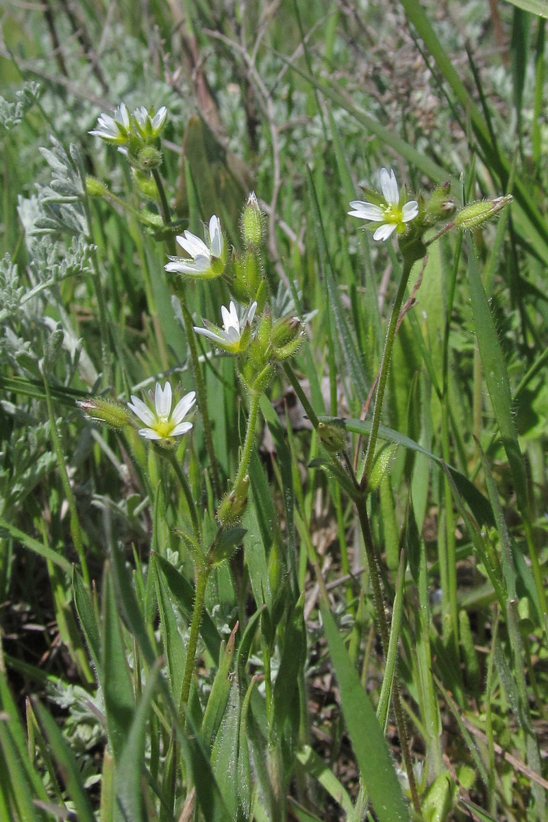 Изображение особи Cerastium syvaschicum.