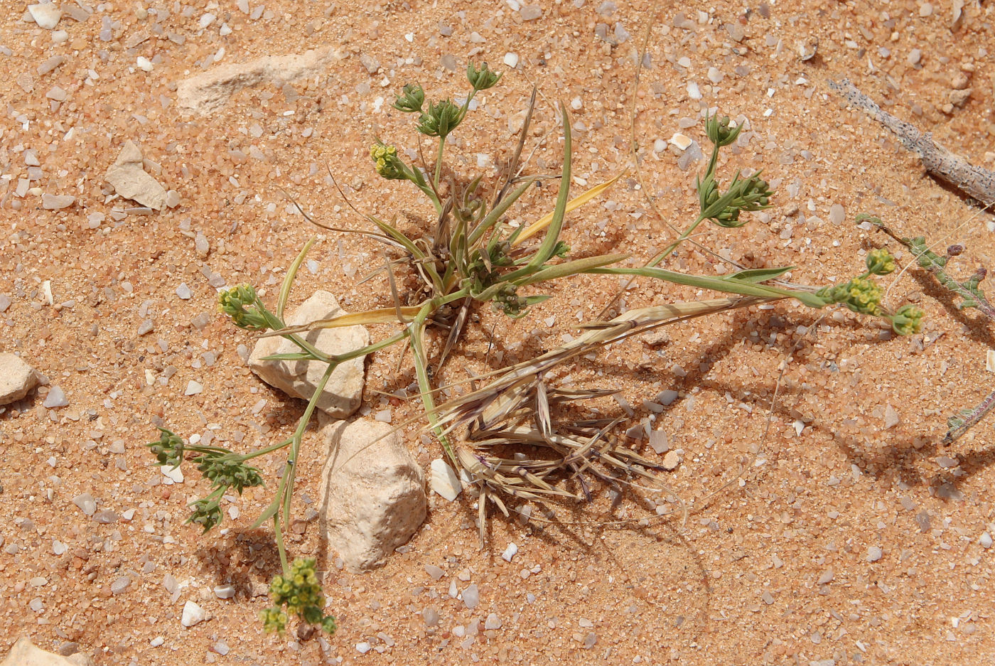 Image of Bupleurum semicompositum specimen.
