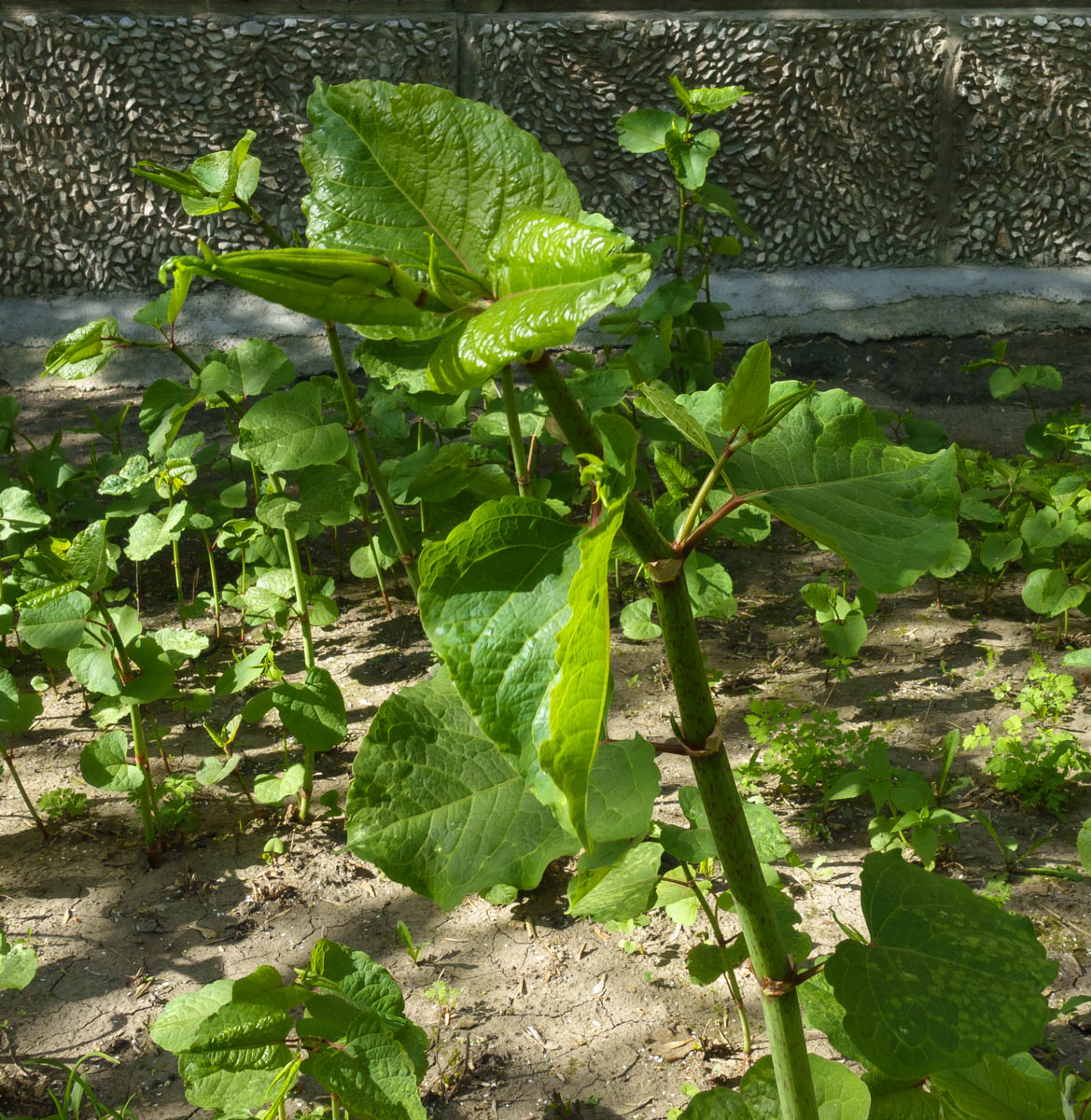 Изображение особи Reynoutria japonica.